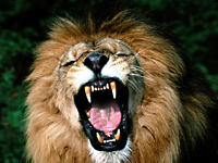 Грозный лев вселяющий ужас